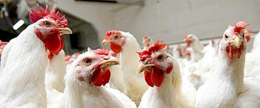 Kümes Hayvanı Eti Kanser Riskini Azaltıyor