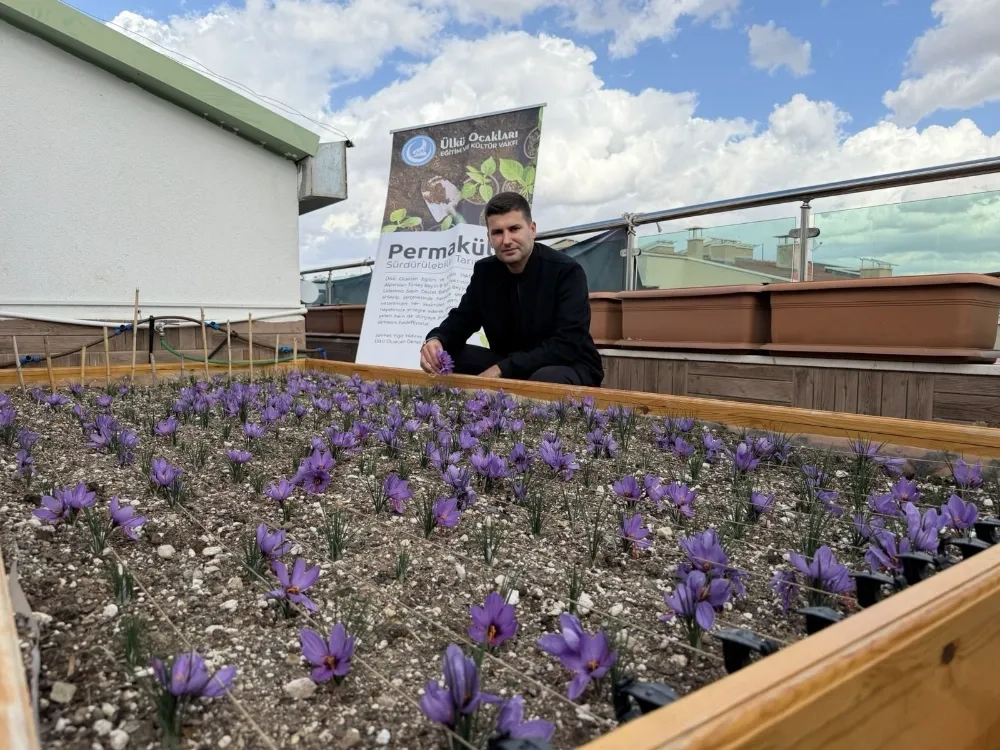 Ülkü Ocakları’ndan Terasında Safran Hasadı
